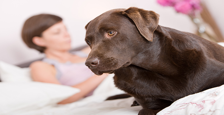 Quando o comprador também tem animal de estimação é complicado