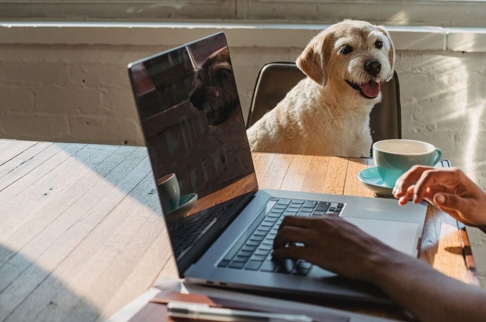 Pais de pet: 5 dicas de como oferecer imóveis para esse público