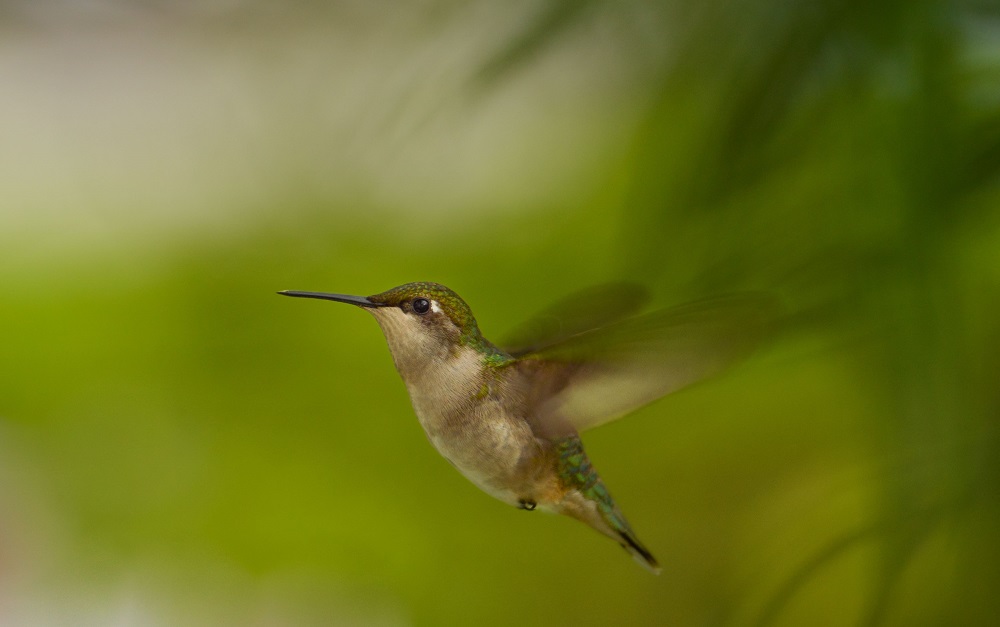 Conheça o colibri, o símbolo do corretor de imóveis